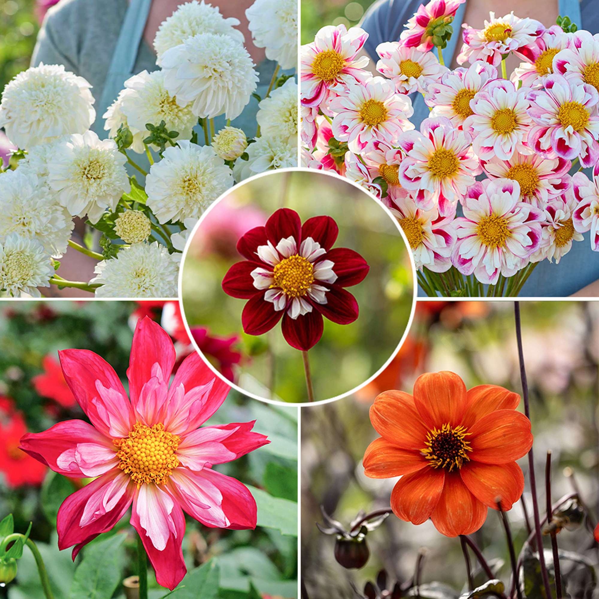 Dahliamix 'Bees and Butterflies'